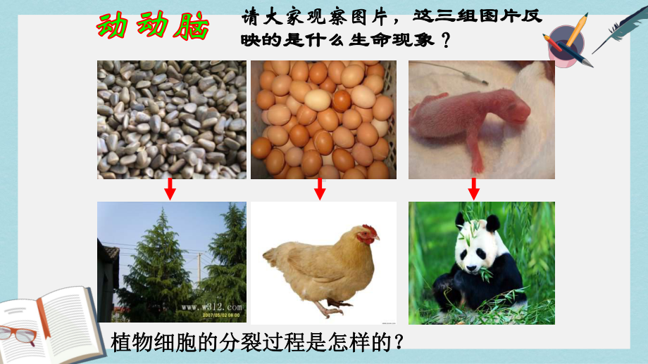 沪科版高中生命科学第二册第七章《细胞的分裂和分化》课件1.ppt_第2页