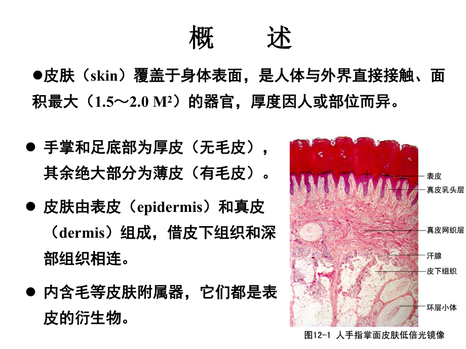 组织与胚胎学皮肤课件.ppt_第2页