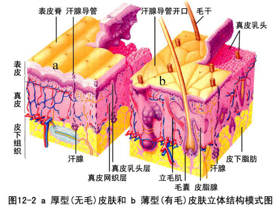 组织与胚胎学皮肤课件.ppt_第3页