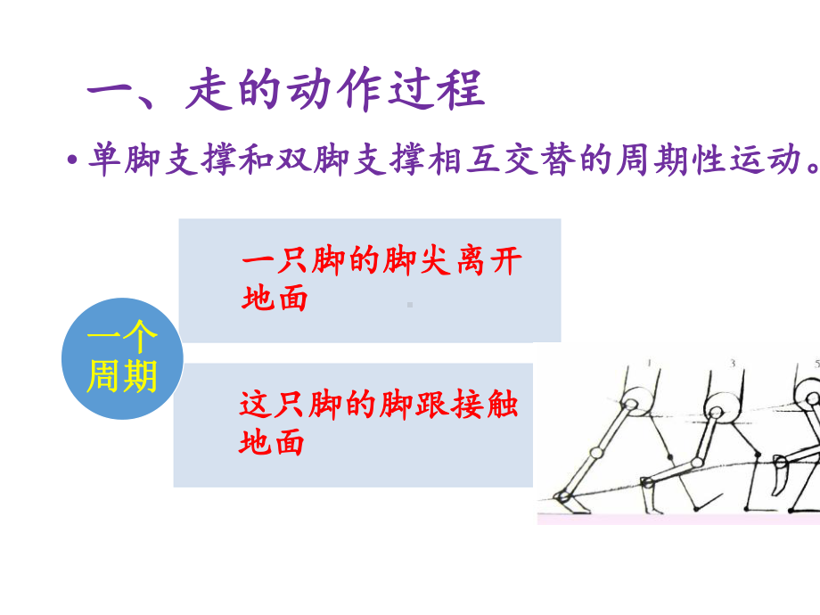 《简明运动生物力学》课件5-1走的运动生物力学基础-.ppt_第3页