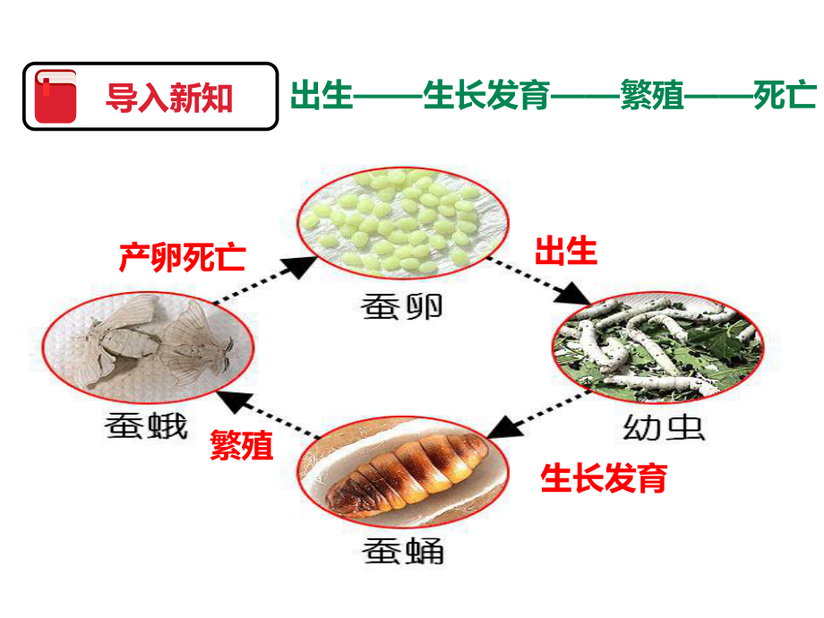 《其他动物的生命周期》动物的生命周期课件PPT.pptx_第3页