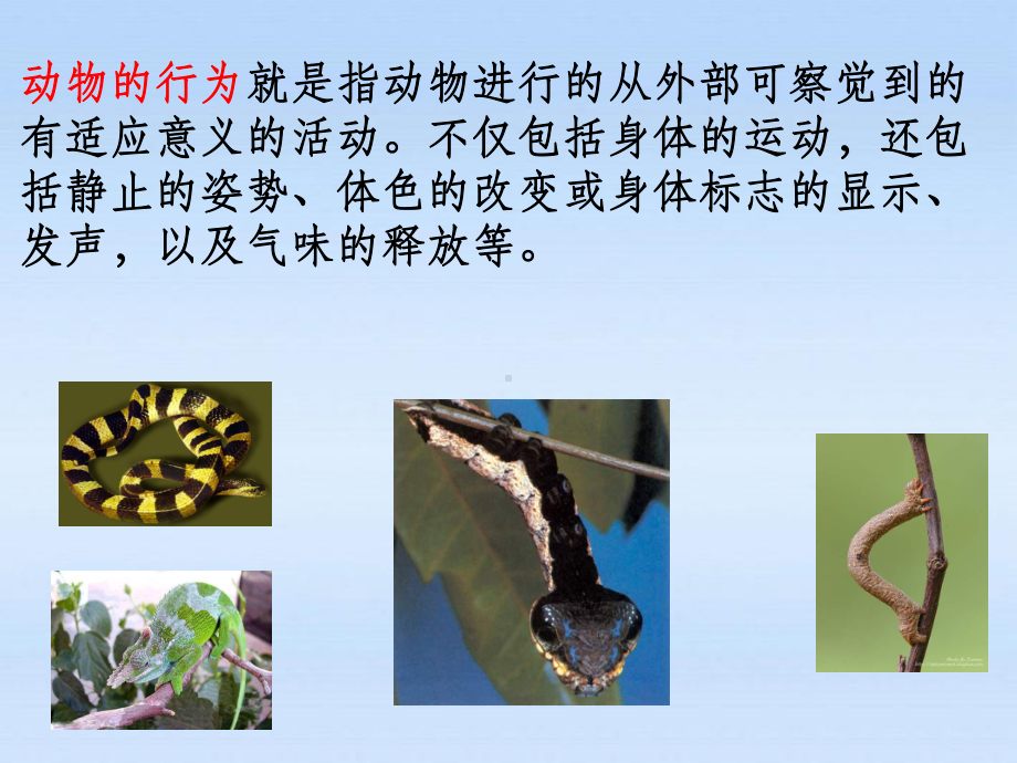 济南版七年级生物上册《第四节动物的行为》课件.ppt_第3页