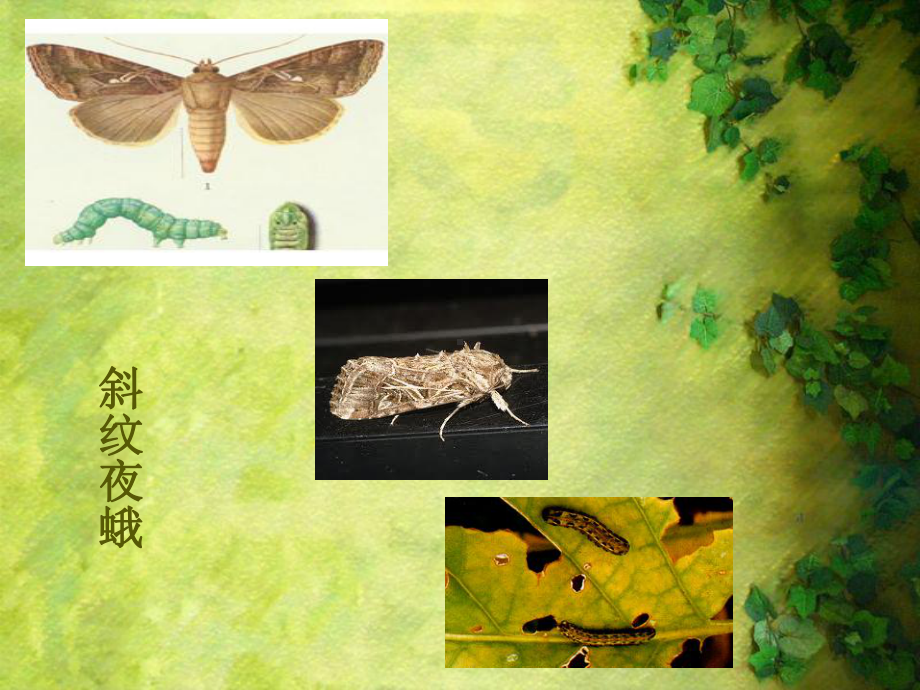 生物农药课件.ppt_第3页