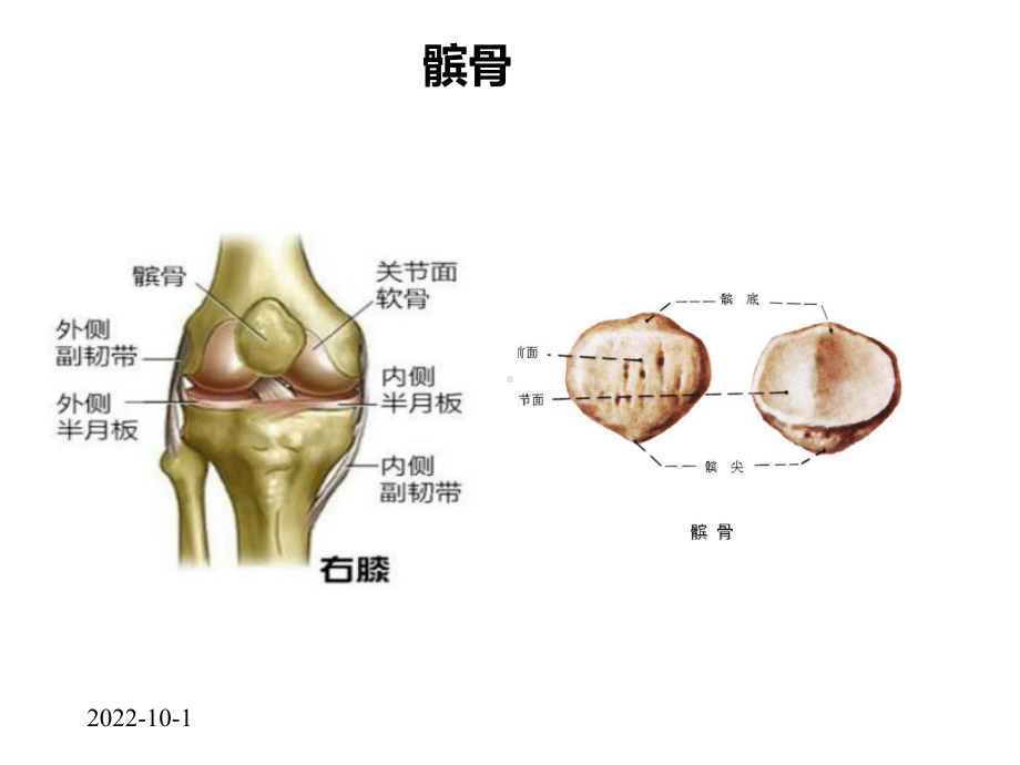 髌骨骨折护理查房课件.pptx_第2页