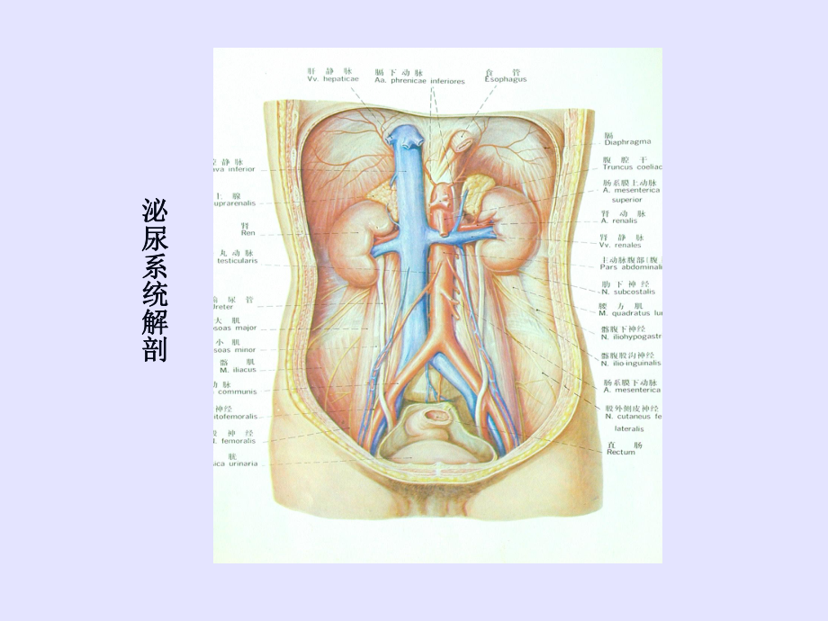 泌尿系统疾病ct诊断课件医学.ppt_第2页