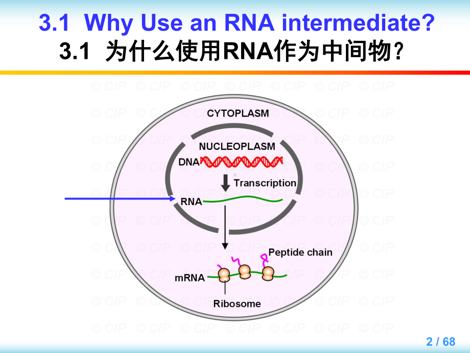 大学课程英汉对照分子生物学导论教学Chapter3课件.ppt_第2页