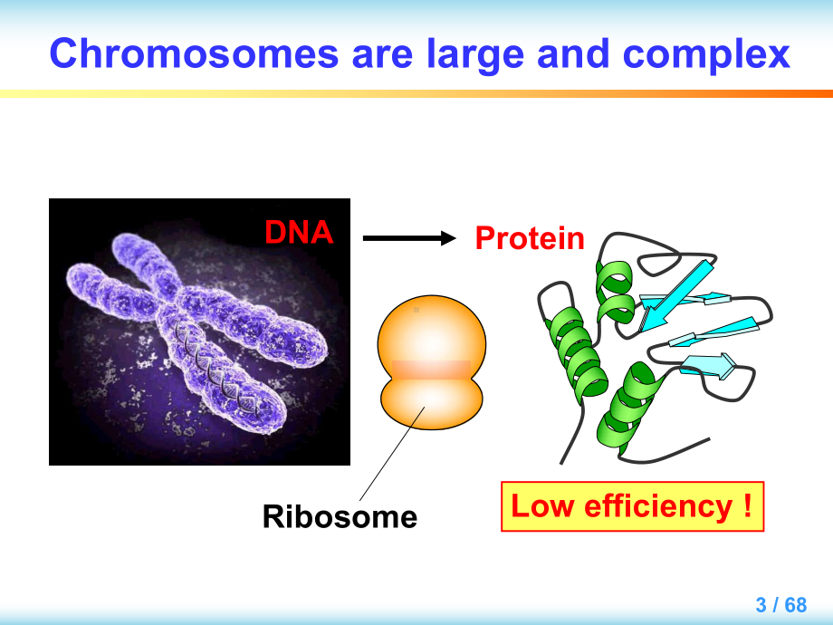 大学课程英汉对照分子生物学导论教学Chapter3课件.ppt_第3页