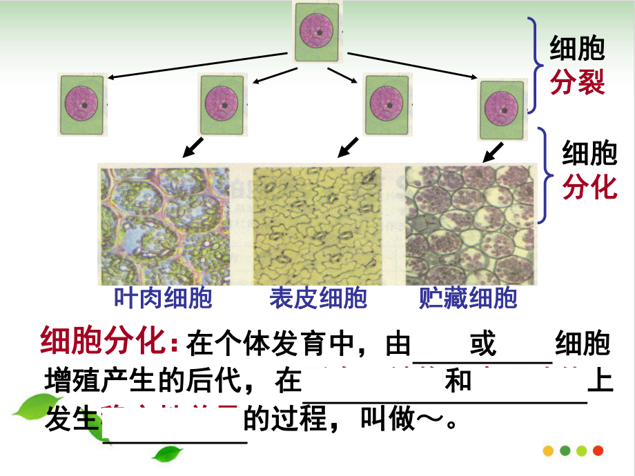 《细胞的分化》人教版完美PPT.ppt_第3页