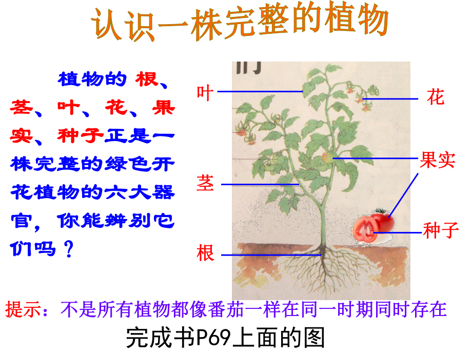 三年级下科学课件-植物和我们1苏教版.ppt_第3页