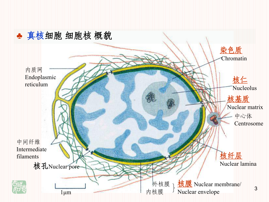 细胞生物学细胞核课件.ppt_第3页