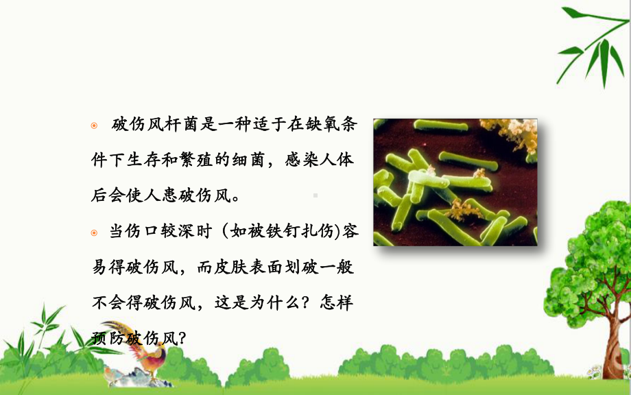 人教版八年级生物上册细菌课件.pptx_第2页