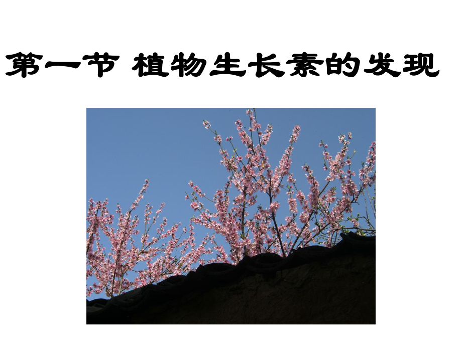 植物生长素的发现p课件.ppt_第3页