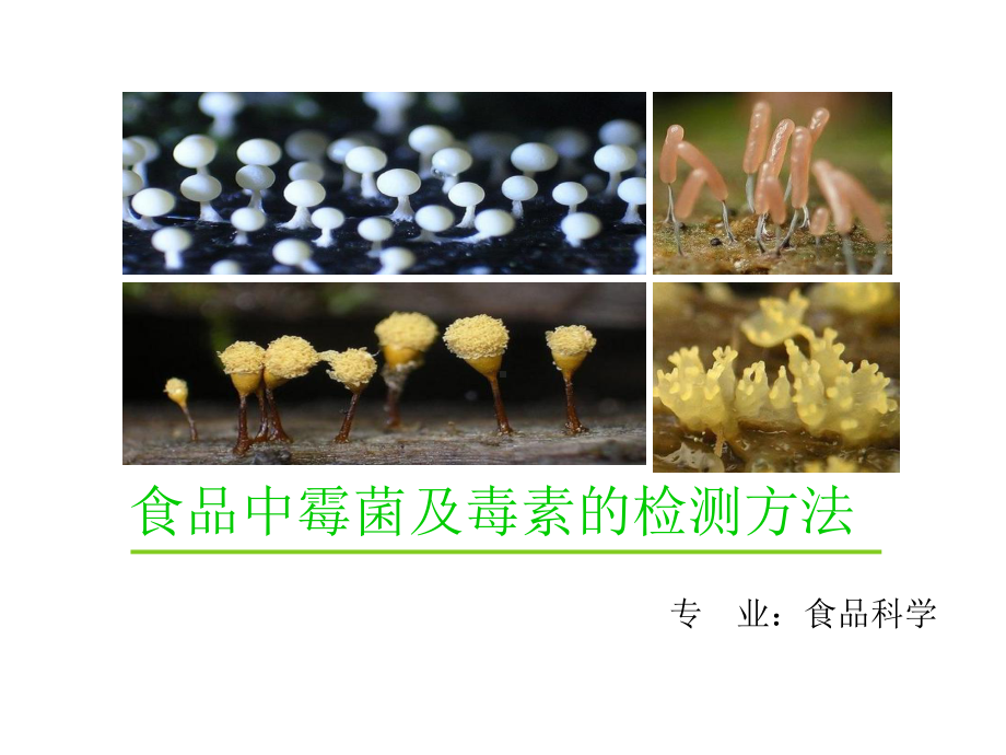 霉菌和毒素的检测方法课件.ppt_第1页