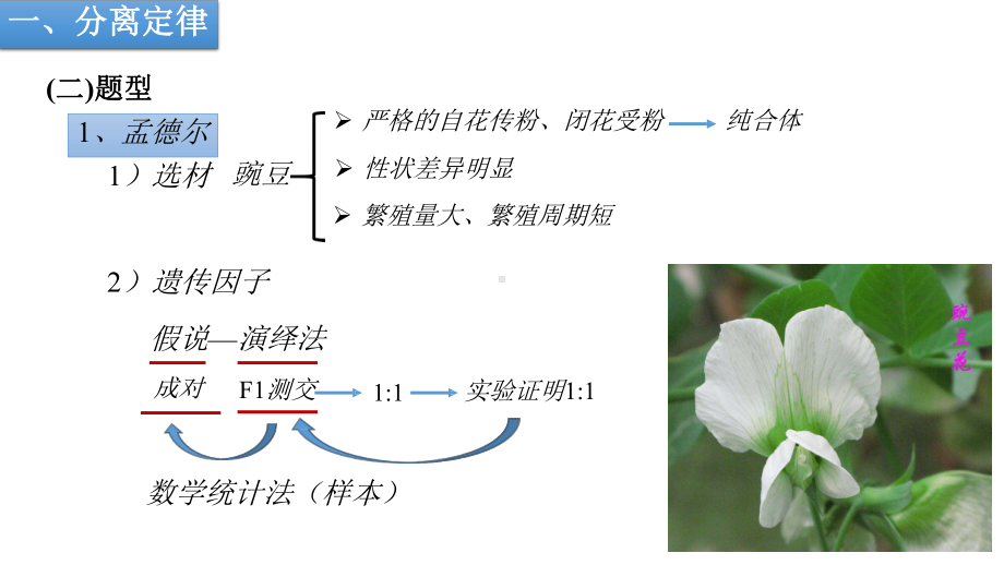 高中生物遗传专题课件.pptx_第3页