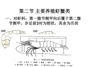 第二：主要养殖虾蟹类共58张课件.ppt