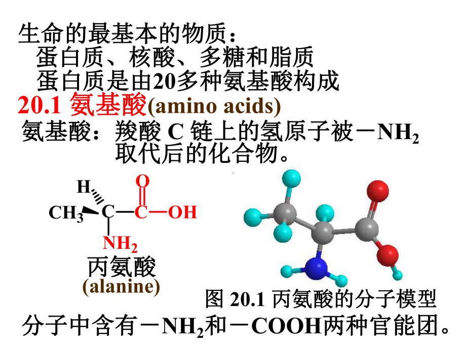 氨基酸、蛋白质和核酸课件.ppt_第3页