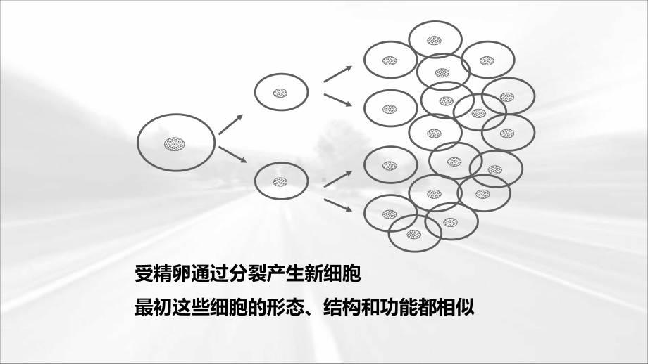 教学课件：动物体的结构层次(优质课).pptx_第3页