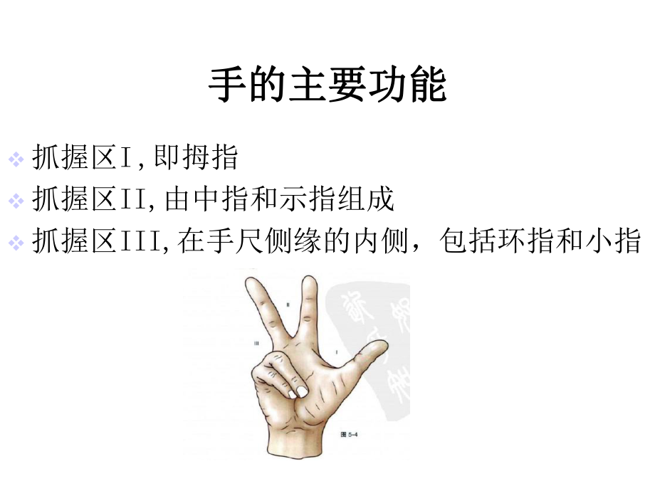 手的功能解剖01.ppt_第3页