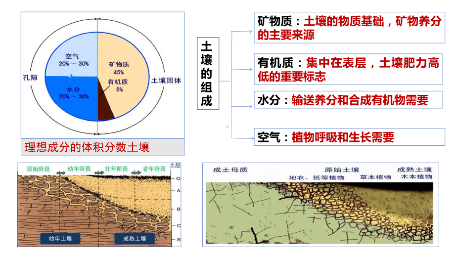 高三二轮微专题复习：土壤的形成过程及对环境的影响.pptx_第2页