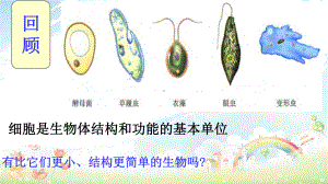 人教版初中八年级生物上册第五章《病毒》课件(同名2467).ppt