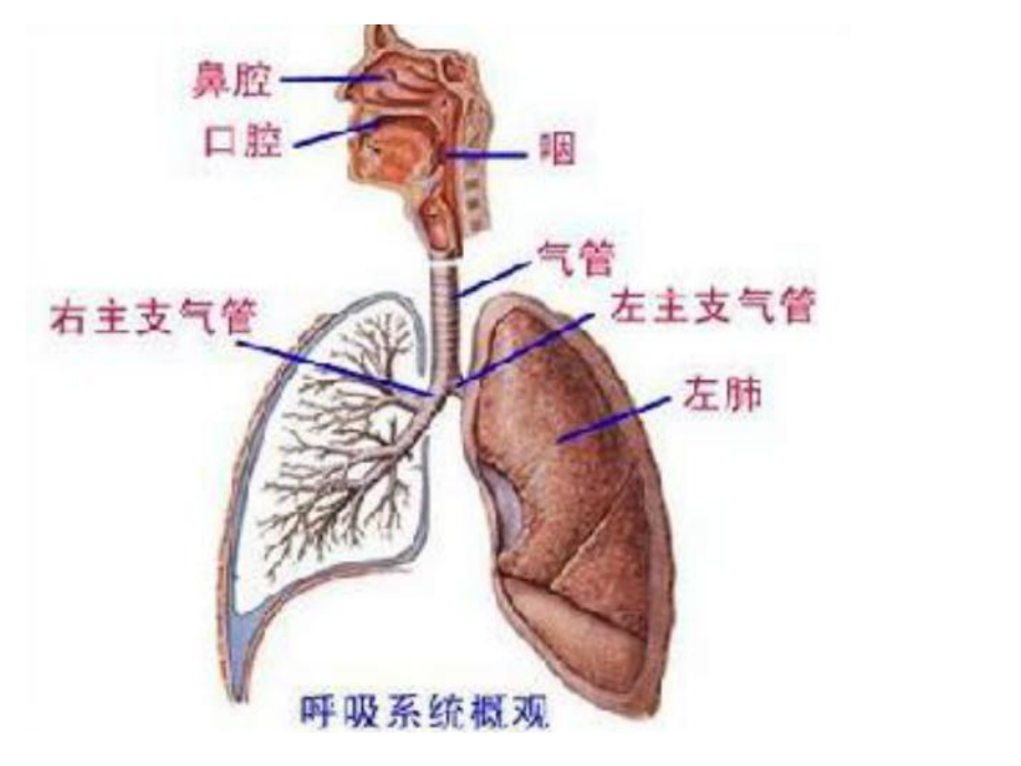 COPD健康教育2021优秀文档.ppt_第2页