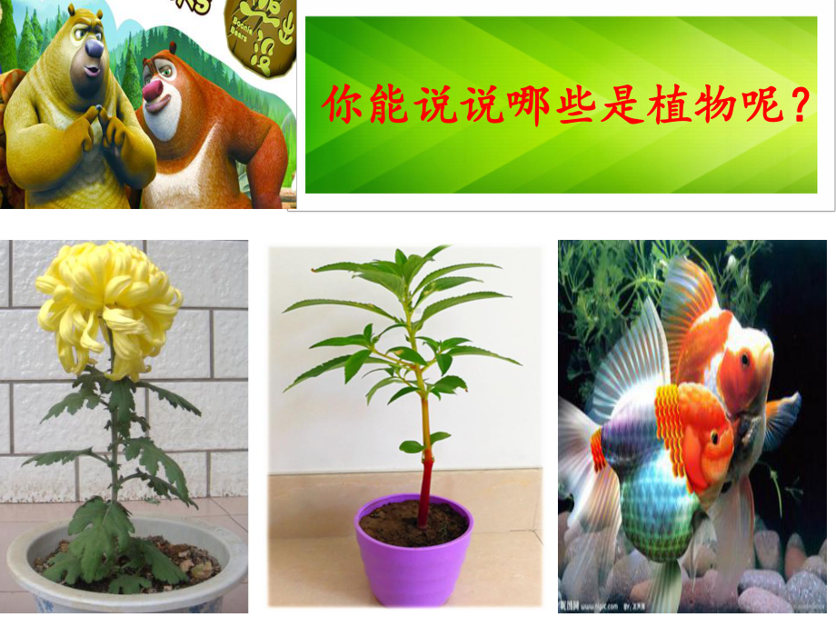 教科版一年级科学观察一棵植物课件.ppt_第3页