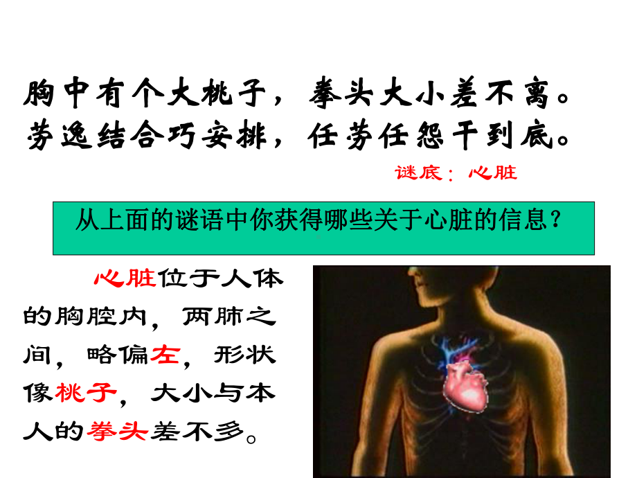 五年级上册科学心脏和血液循环苏教版.ppt_第2页