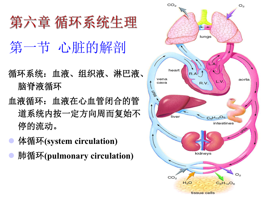 解剖生理学：循环系统生理课件.ppt_第1页