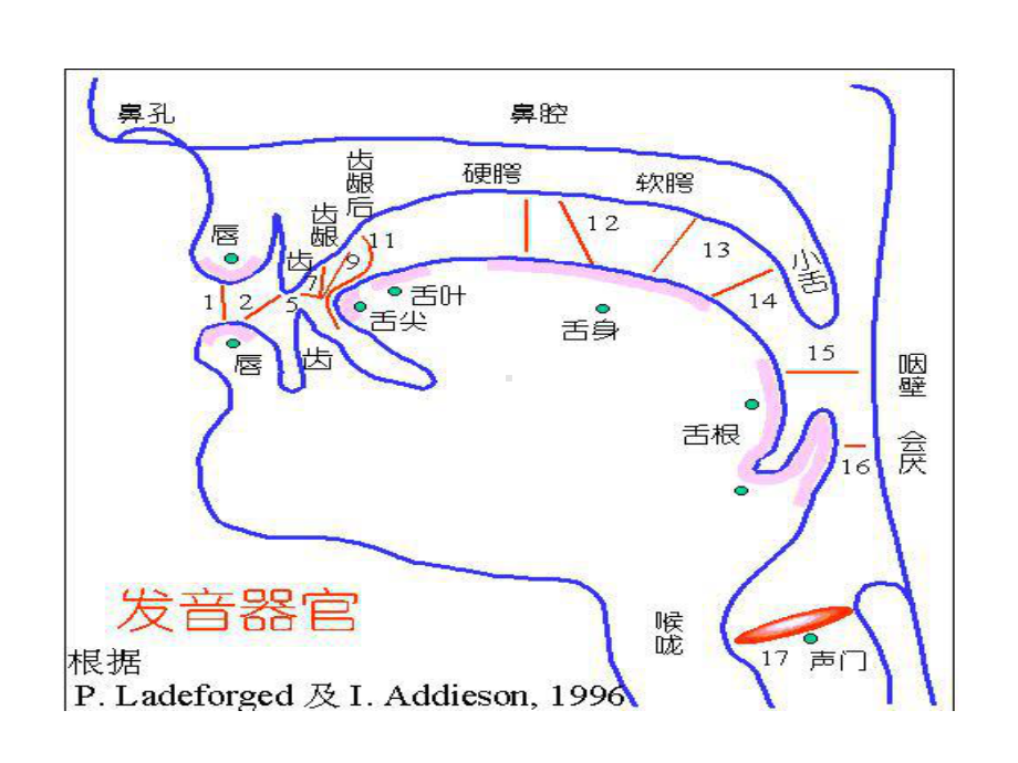 普通话鼻韵母的发音讲稿课件.ppt_第2页