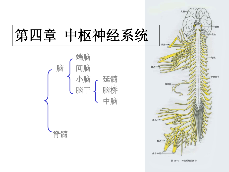 系统解剖学脊髓课件.ppt_第1页