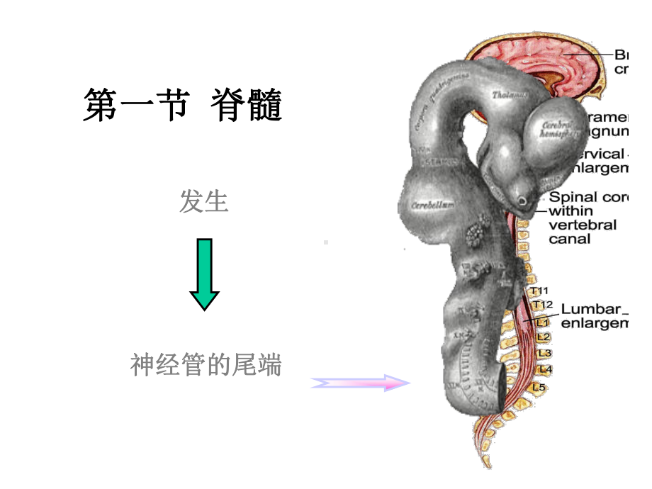 系统解剖学脊髓课件.ppt_第2页