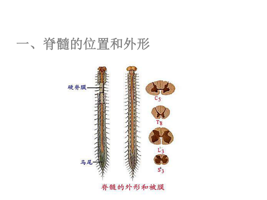 系统解剖学脊髓课件.ppt_第3页