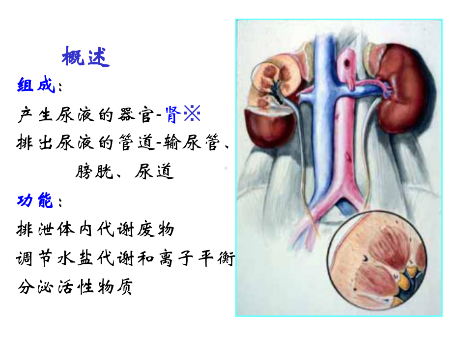 组织胚胎学：泌尿系统课件.ppt_第2页