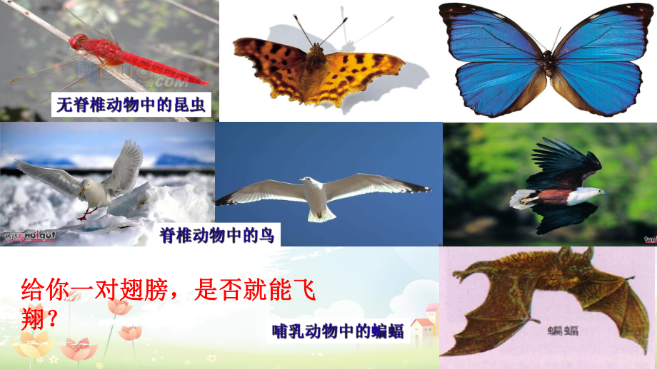 人教版初中八年级生物上册第六节鸟课件.ppt_第1页