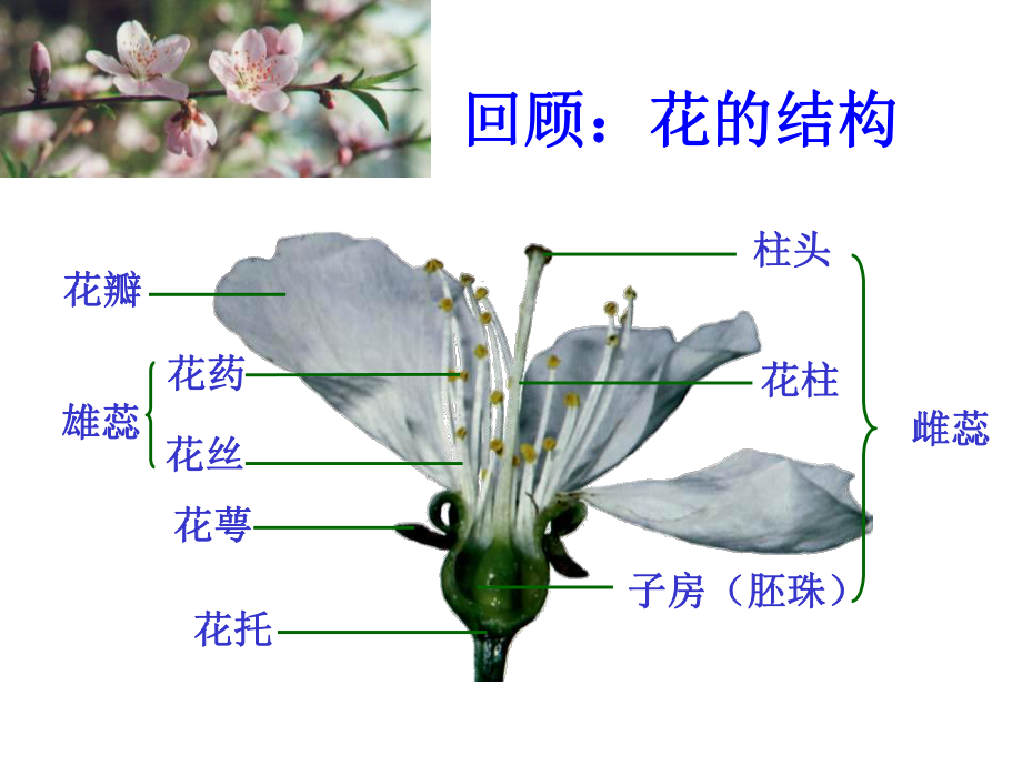 《植物生殖方式的多样性》PPT（精品推荐课件）.pptx_第2页