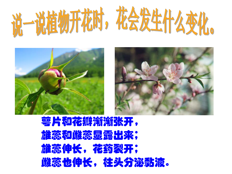 《植物生殖方式的多样性》PPT（精品推荐课件）.pptx_第3页