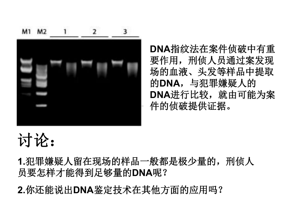 高中生物人教版选修一多聚酶链式反应扩增DNA片段课件.ppt_第2页