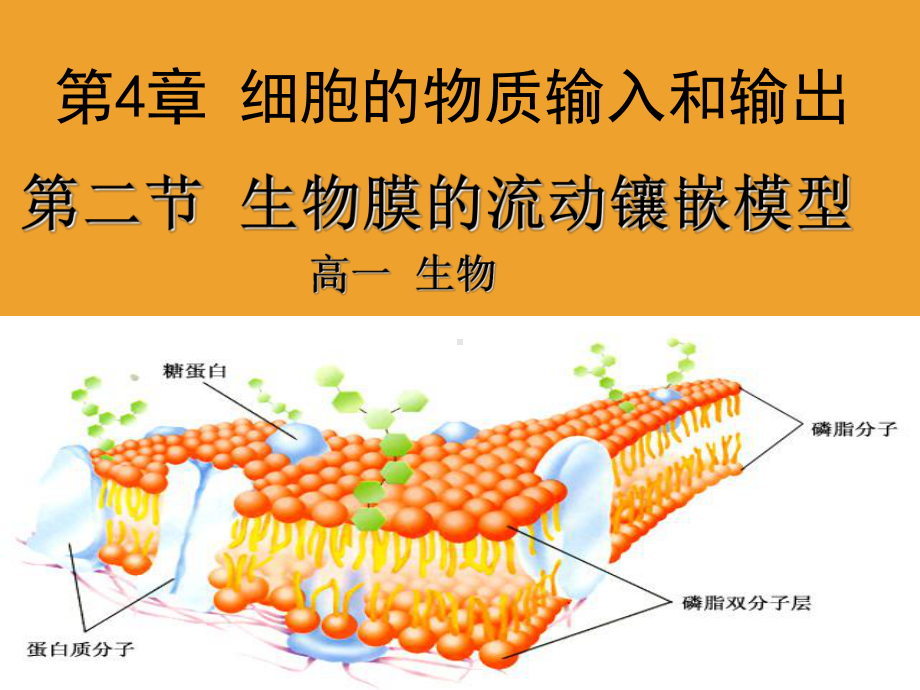 生物膜的流动镶嵌模型说课课件.ppt_第1页