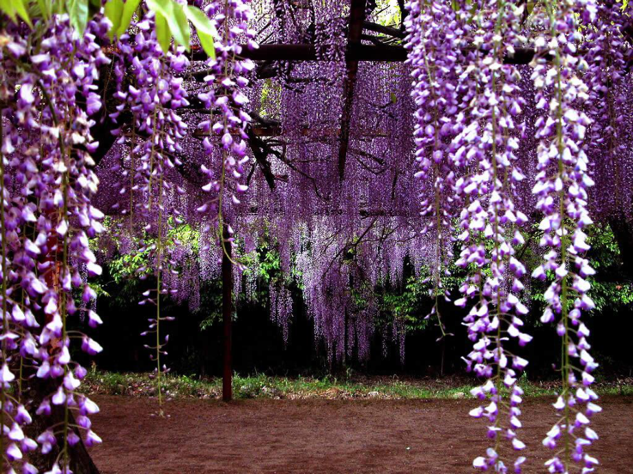 藤本植物的配置与造景.ppt_第3页