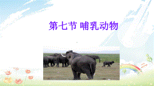 人教版初中八年级生物上册第七课哺乳动物课件(同名2463).ppt