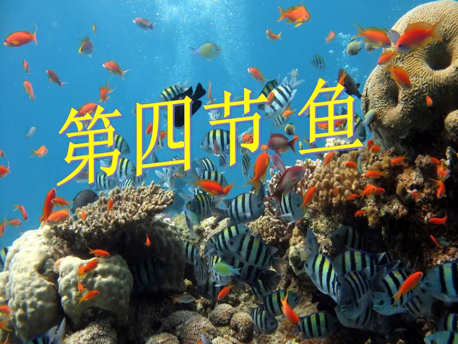 新人教版八年级生物上册第一章第四节鱼课件.ppt_第1页