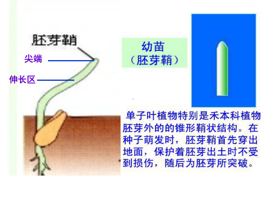 《植物生长素的发现》人教版1.ppt_第3页