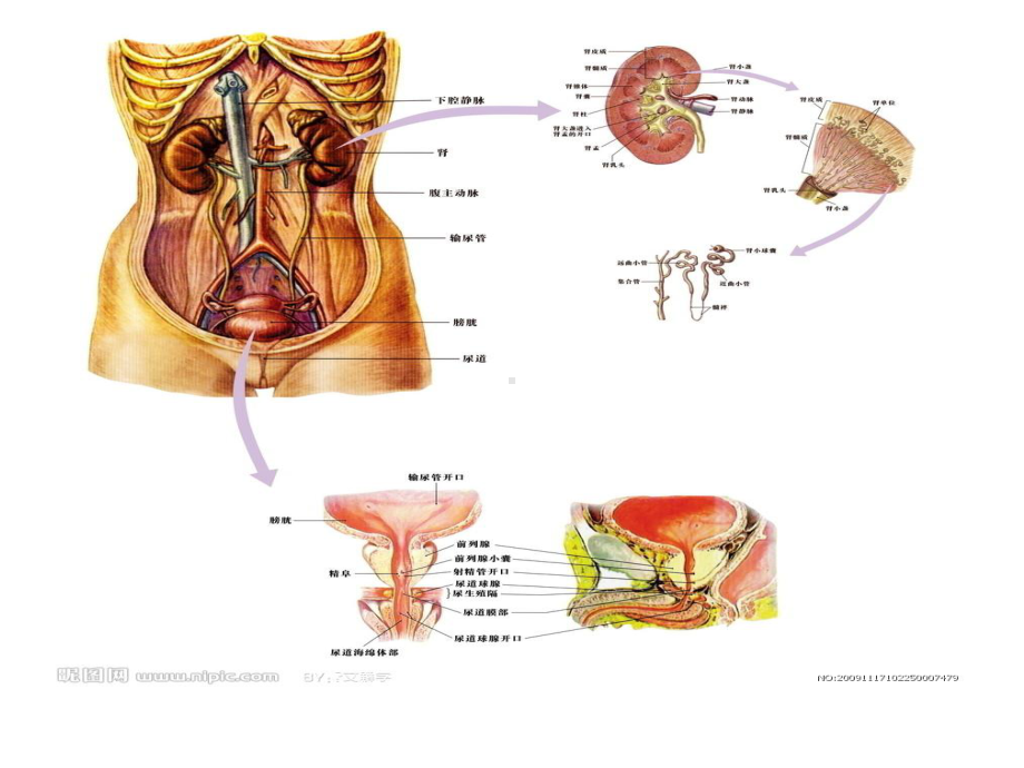 泌尿外科学精选课件.ppt_第2页