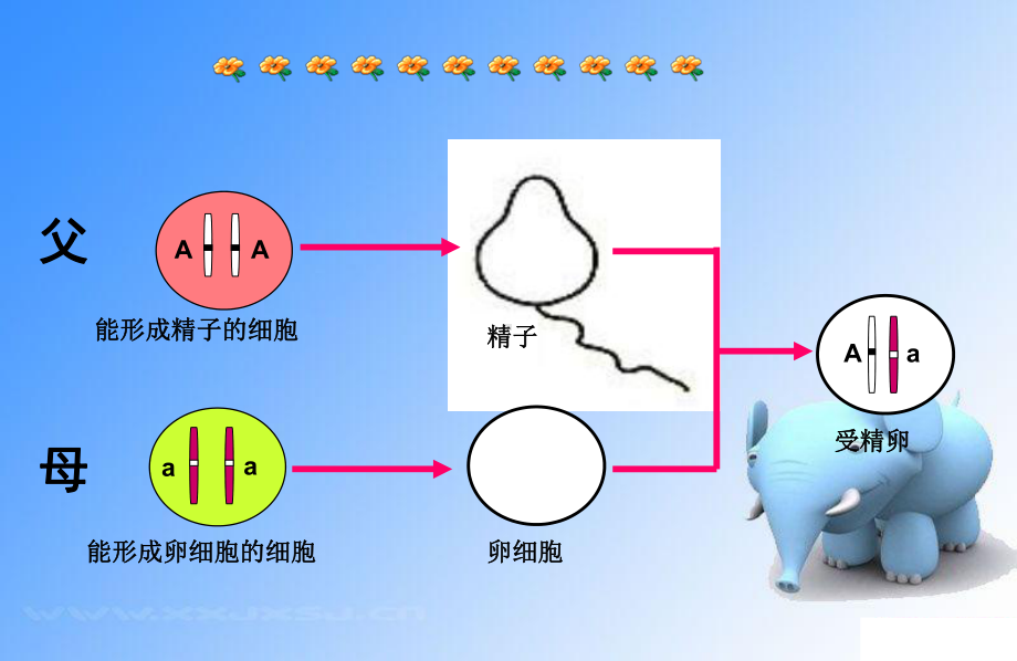 基因的显性和隐性生物课件1.ppt_第3页