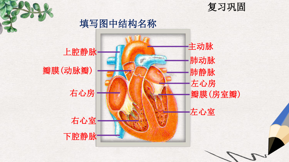 山东省七年级生物下册333《物质运输的途径》课件(新版)济南版.ppt_第2页