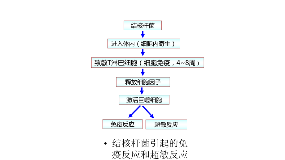 结核病(病理配套教案)课件.pptx_第3页