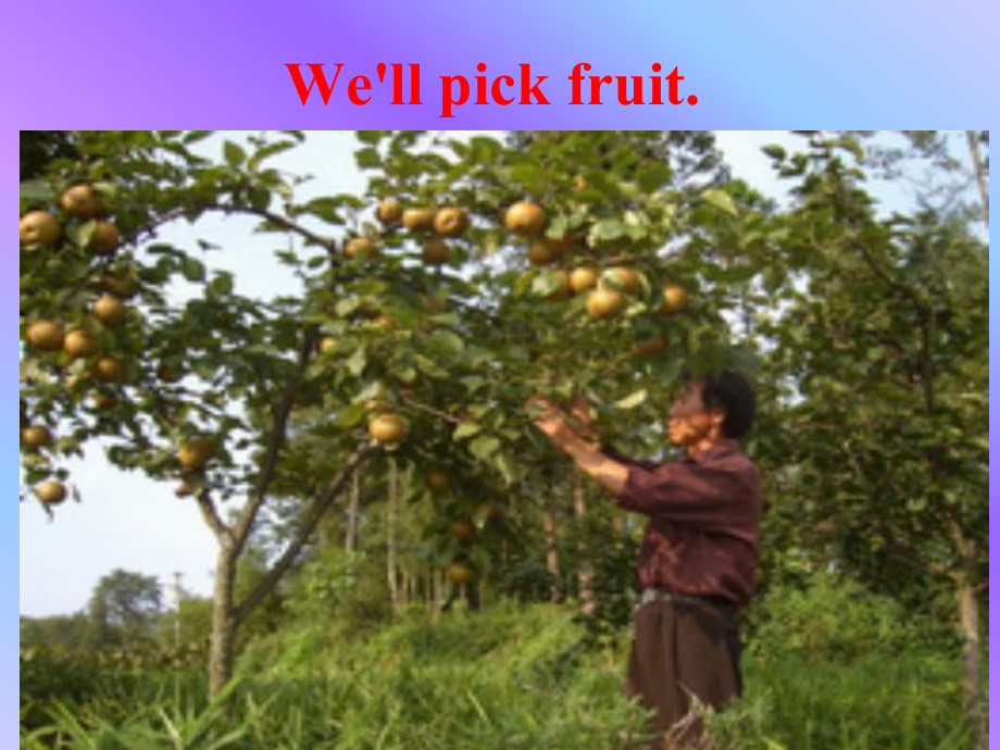 三年级下英语课件We‘llpickfruit外研社(一起).ppt_第3页