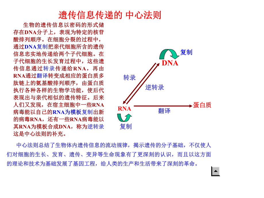 DNA的复制与修复.ppt_第2页