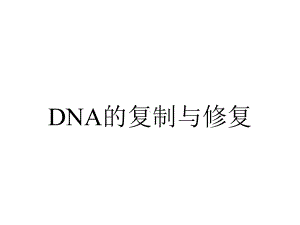 DNA的复制与修复.ppt