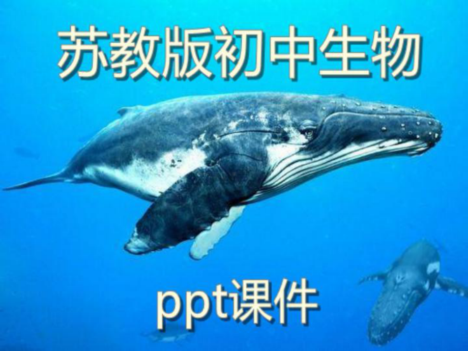 苏教版初中生物七年级上册《植物的呼吸作用》优教精选课件.ppt_第1页